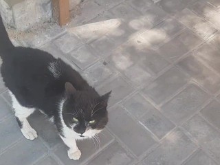 Ко мне обратился кот.