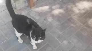 Ко мне обратился кот.