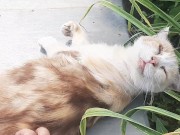 Mi Gato - Pornhub Gay