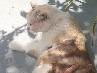 Моя прекрасная кошка Мальвина