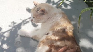 Моя прекрасная кошка Мальвина