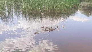 Нашел диких уток в Урюпинске