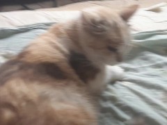 Malvina - Screenshot 1 of 16 - Cat