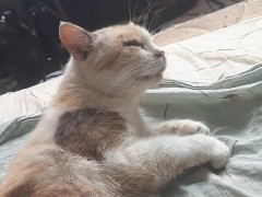 Malvina - Screenshot 10 of 16 - Cat