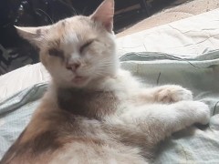 Malvina - Screenshot 11 of 16 - Cats