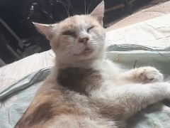 Malvina - Screenshot 13 of 16 - Cat