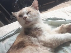 Malvina - Screenshot 14 of 16 - Cats