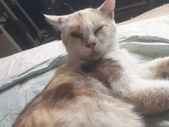 Malvina - Screenshot 16 of 16 - Cat
