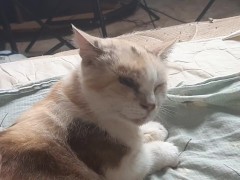 Malvina - Screenshot 2 of 16 - Cats