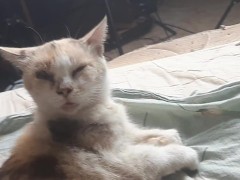 Malvina - Screenshot 4 of 16 - Cat