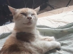 Malvina - Screenshot 5 of 16 - Cats