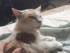 Malvina - Screenshot 7 of 16 - Cat
