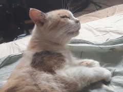 Malvina - Screenshot 8 of 16 - Cats