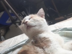 Malvina 2