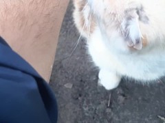 malvina the cat
