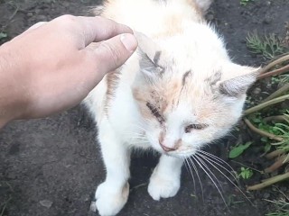 Кошка Мальвина