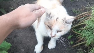 Кошка Мальвина