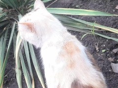 my favorite cat is malvina