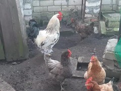 my vegetable garden and chickens