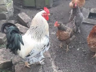 cock, sfw, garden, chickens