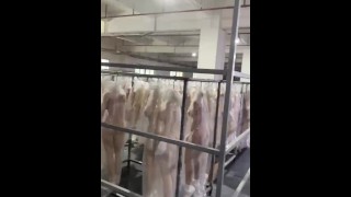 sex dolls factory