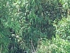 兩架直升機盤旋 - Screenshot 1 of 16 - Helicopter