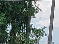 兩架直升機盤旋 - Screenshot 11 of 16 - Helicopter