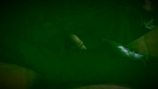Big Daddy Sperma Fetisch
