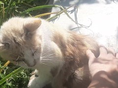 Cute kitty - Screenshot 10 of 16 - Cats