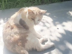 Cute kitty
