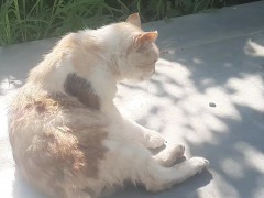Cute kitty - Screenshot 13 of 16 - Cat