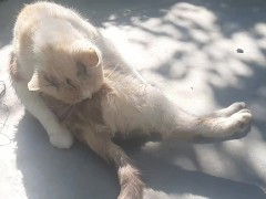 Cute kitty - Screenshot 14 of 16 - Cats