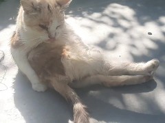Cute kitty - Screenshot 15 of 16 - Cat