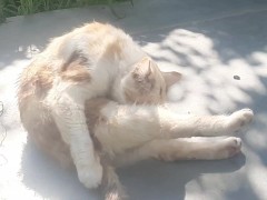 Cute kitty - Screenshot 16 of 16 - Cats