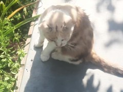 Cute kitty - Screenshot 2 of 16 - Cats