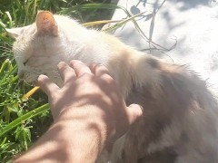 Cute kitty - Screenshot 3 of 16 - Cat