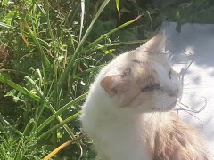 Cute kitty - Screenshot 4 of 16 - Cats
