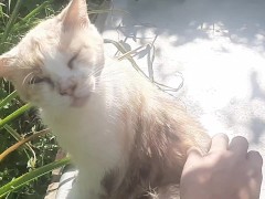 Cute kitty - Screenshot 6 of 16 - Cats