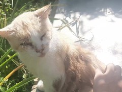 Cute kitty - Screenshot 7 of 16 - Cat