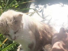 Cute kitty - Screenshot 9 of 16 - Cat