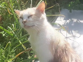 Cute Kitty