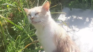 Cute kitty