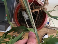 Watering the tree in the office - Screenshot 11 of 16 - Pissing