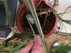 Watering the tree in the office