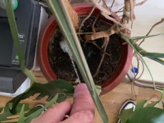 Watering the tree in the office - Screenshot 15 of 16 - Man Peeing