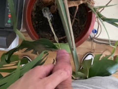 Watering the tree in the office - Screenshot 6 of 16 - Pissing