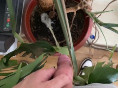 Watering the tree in the office - Screenshot 8 of 16 - Man Pissing