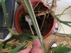 Watering the tree in the office - Screenshot 9 of 16 - Men Peeing