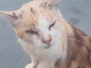 The cat greets you