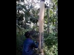 Action In The Jungle